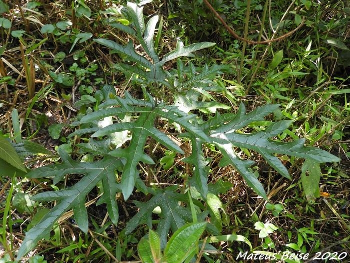 Solanum atropurpureum