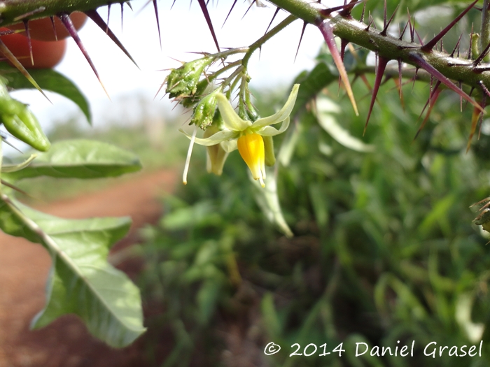 Solanum atropurpureum