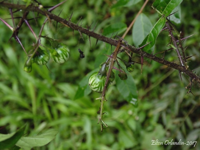 Solanum atropurpureum