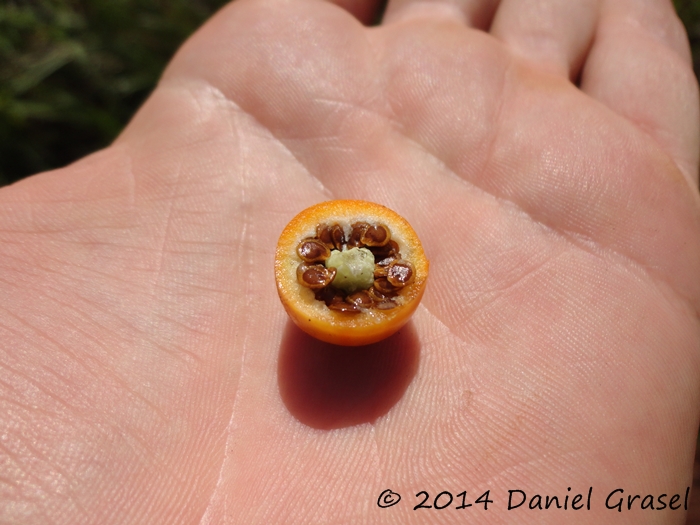 Solanum atropurpureum