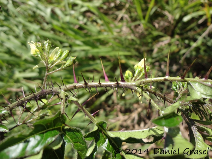 Solanum atropurpureum