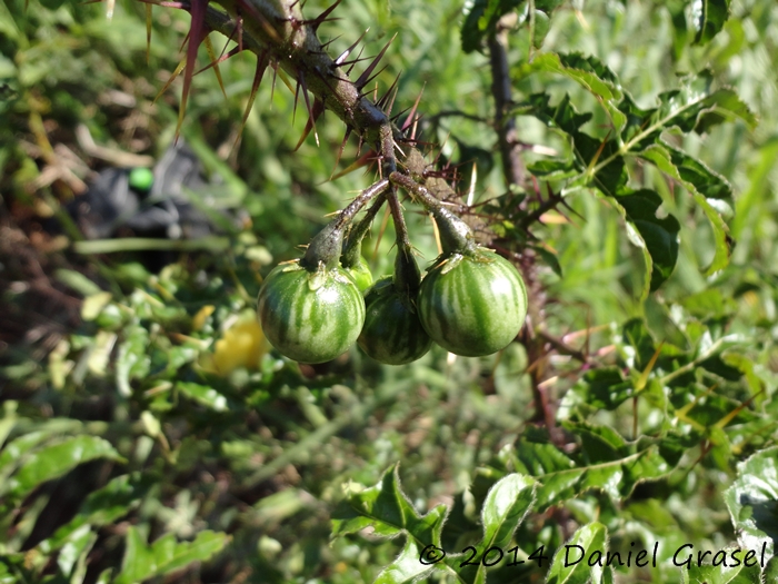 Solanum atropurpureum