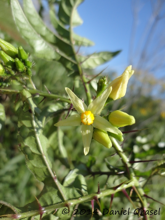 Solanum atropurpureum