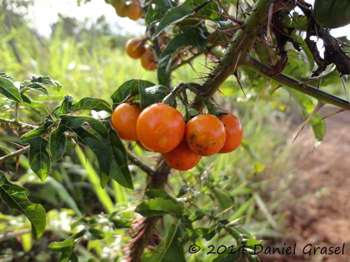 Solanum atropurpureum