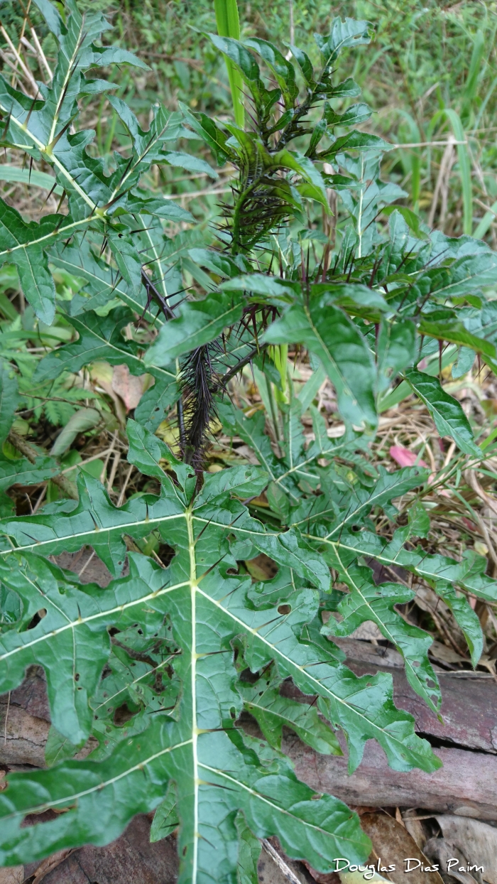 Solanum atropurpureum