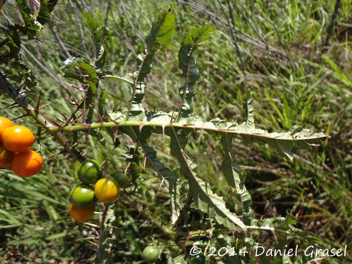 Solanum atropurpureum