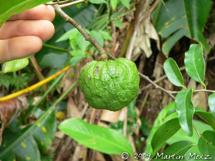 Annona rugulosa