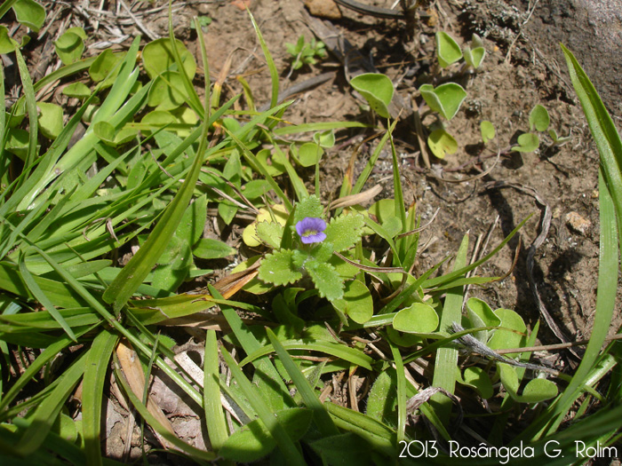 Stemodia verticillata