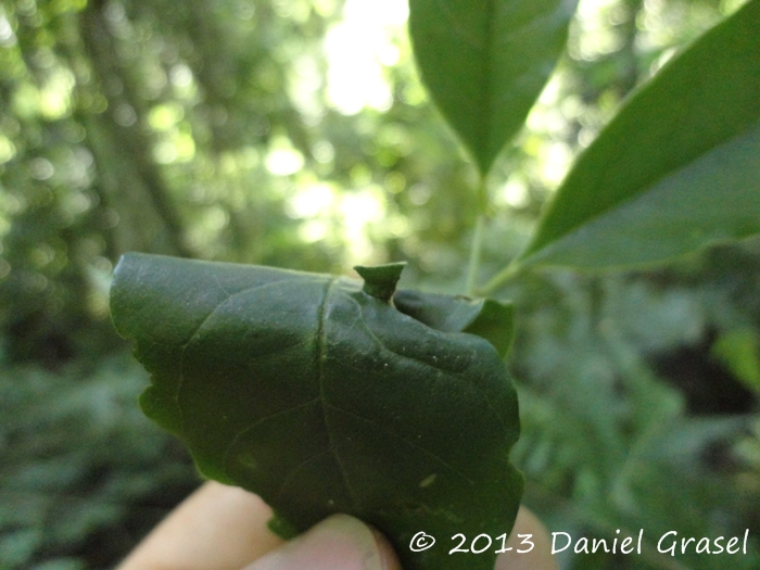 Annona rugulosa