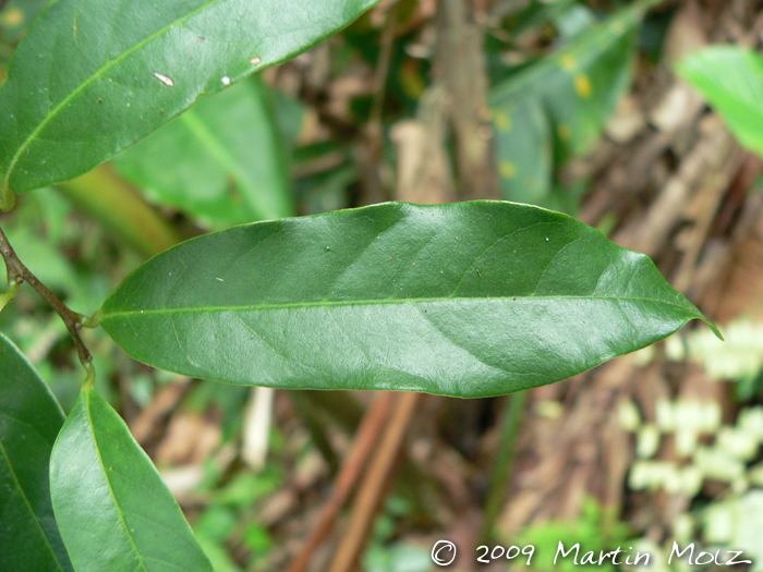 Annona rugulosa