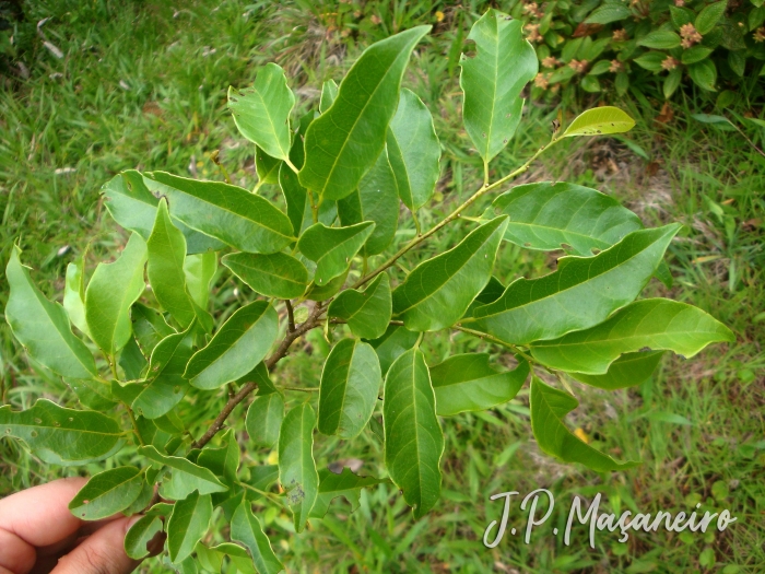 Annona rugulosa