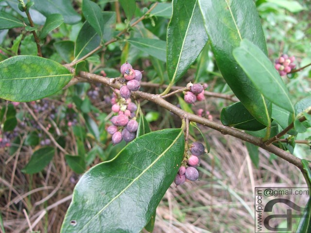 Azara uruguayensis
