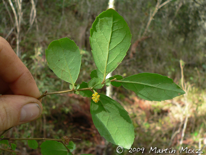 Azara uruguayensis