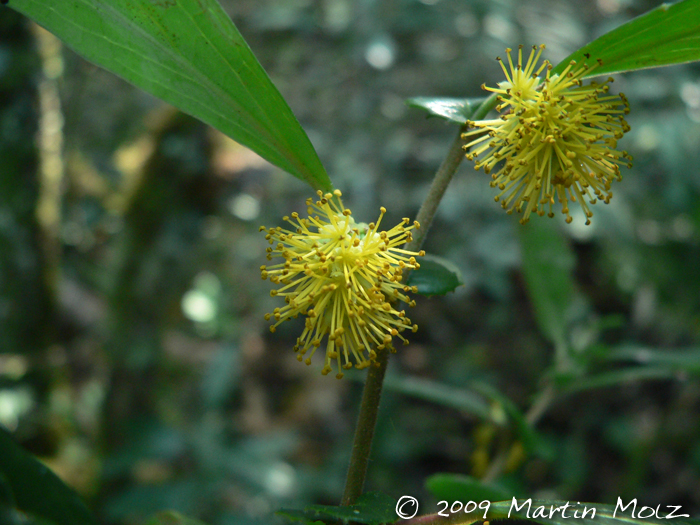 Azara uruguayensis