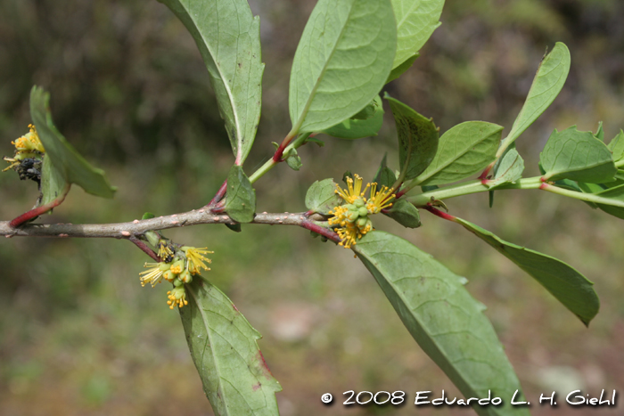 Azara uruguayensis