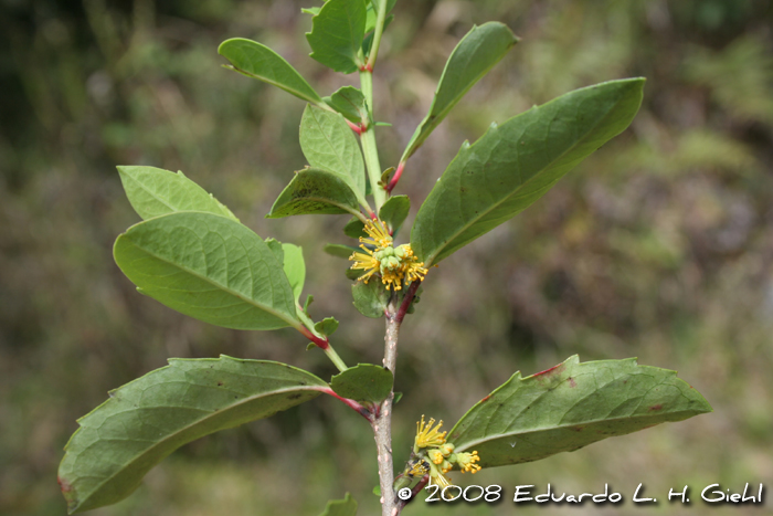 Azara uruguayensis