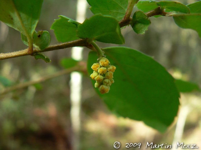 Azara uruguayensis