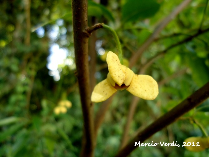 Annona rugulosa