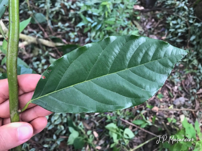 Annona rugulosa