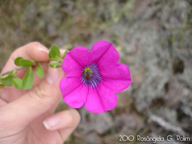 Petunia altiplana