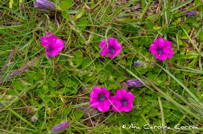 Petunia altiplana