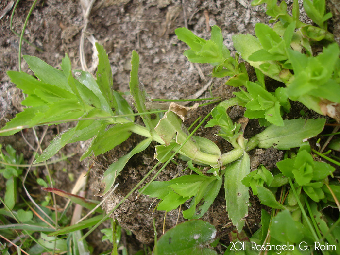 Gratiola peruviana