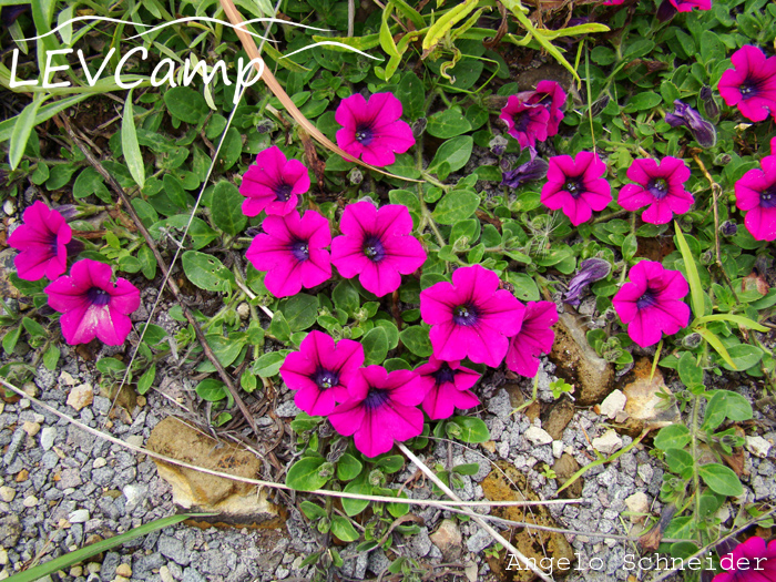 Petunia altiplana