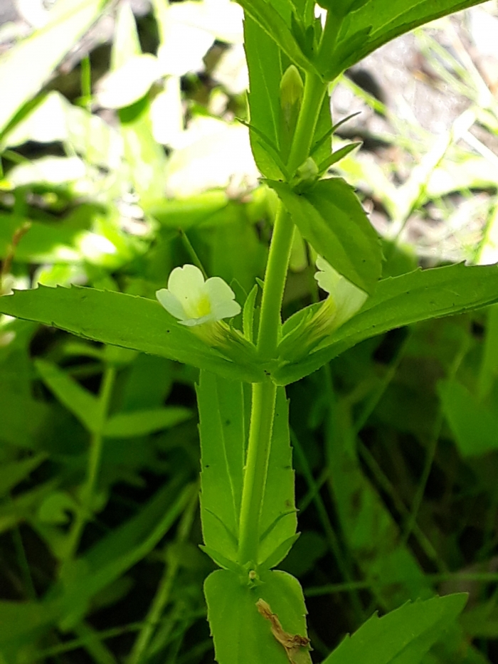 Gratiola peruviana