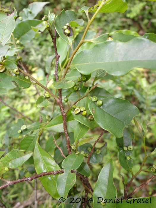 Annona rugulosa