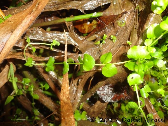 Micranthemum umbrosum