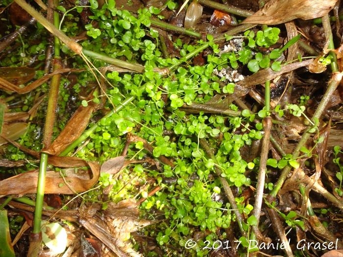 Micranthemum umbrosum