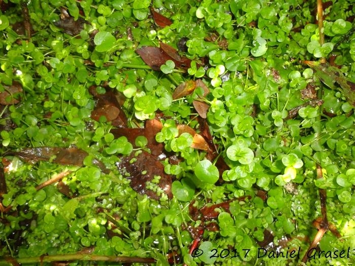 Micranthemum umbrosum