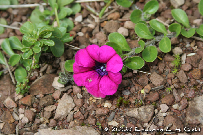 Petunia altiplana