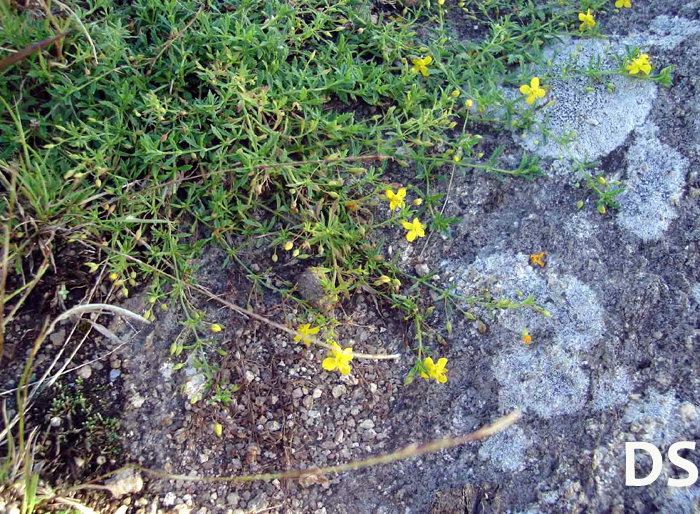 Scoparia montevidensis