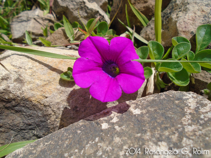 Petunia altiplana