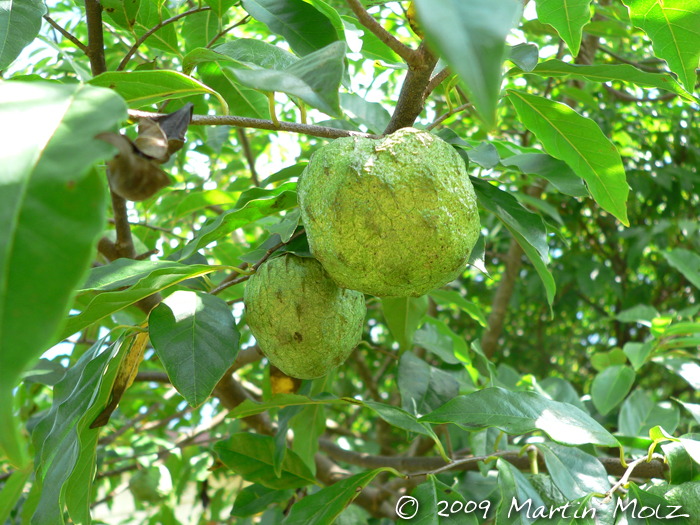 Annona rugulosa