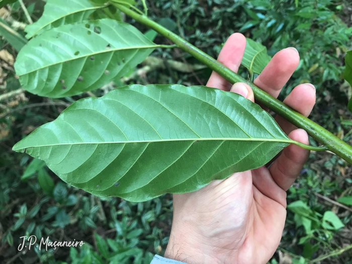 Annona rugulosa