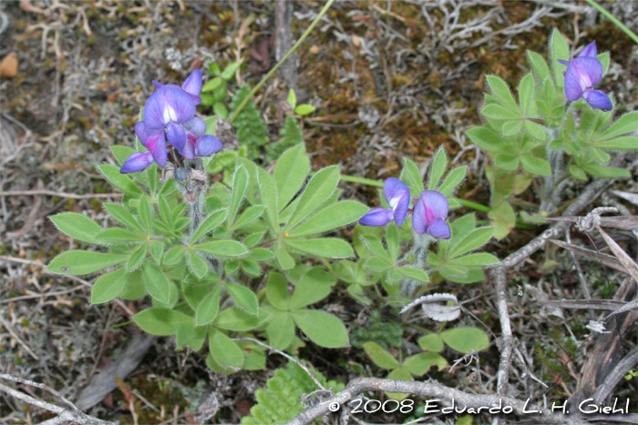 Lupinus bracteolaris