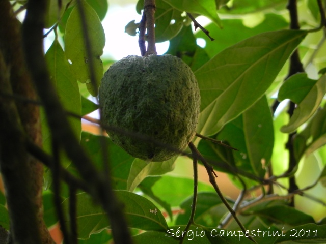 Annona rugulosa