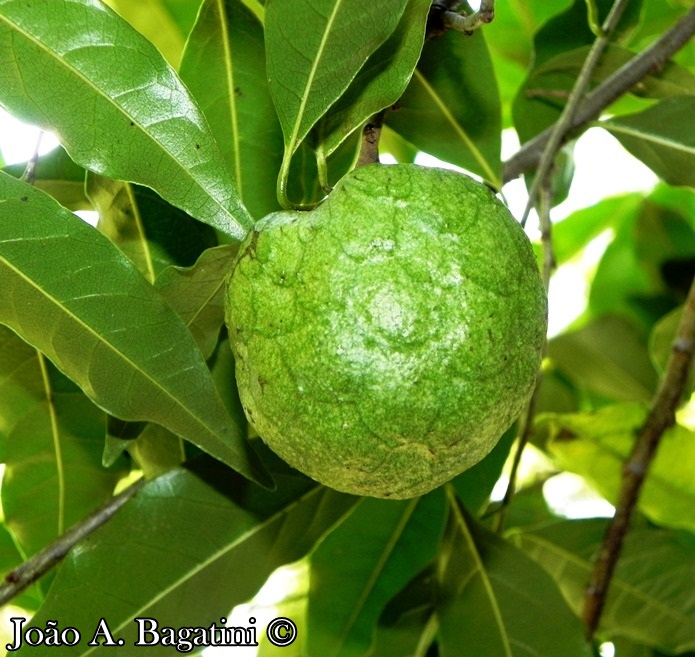 Annona rugulosa