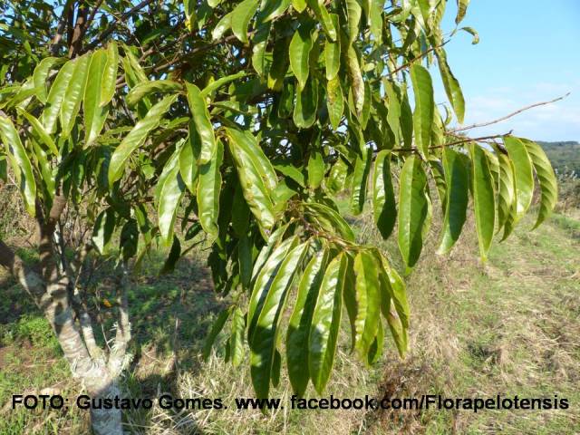 Annona rugulosa