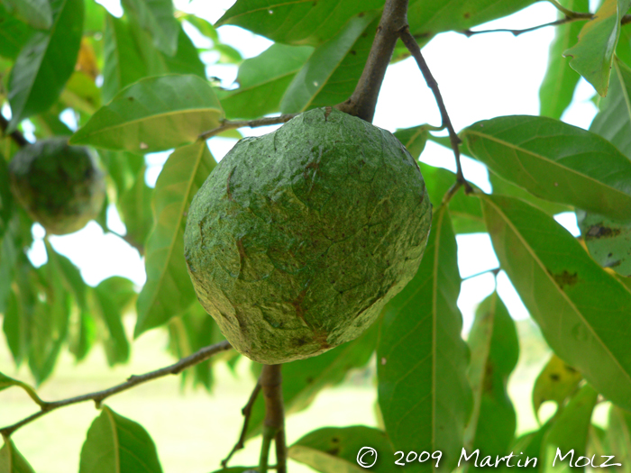 Annona rugulosa