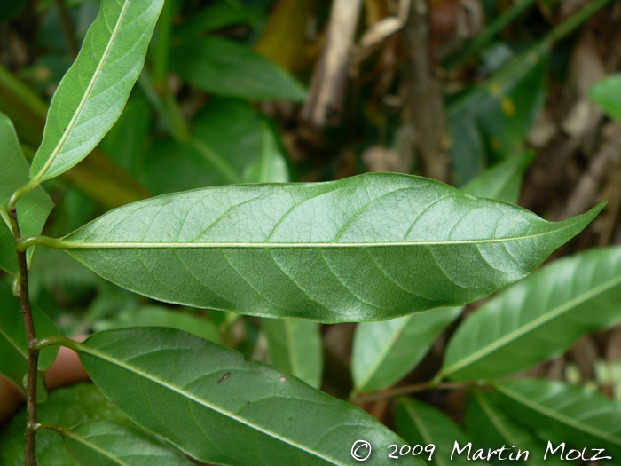 Annona rugulosa