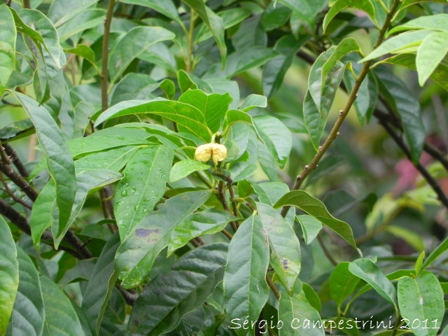 Annona rugulosa