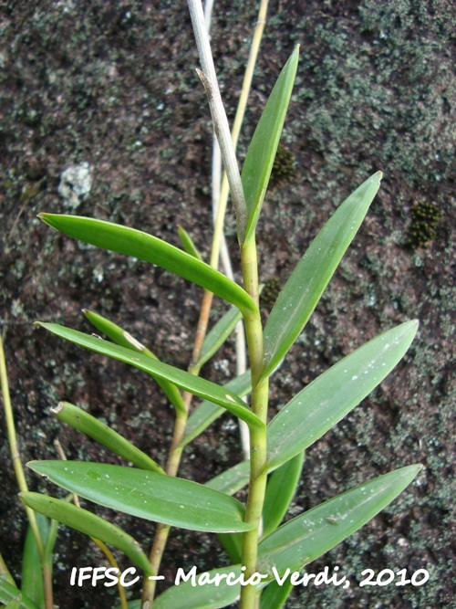 Epidendrum fulgens