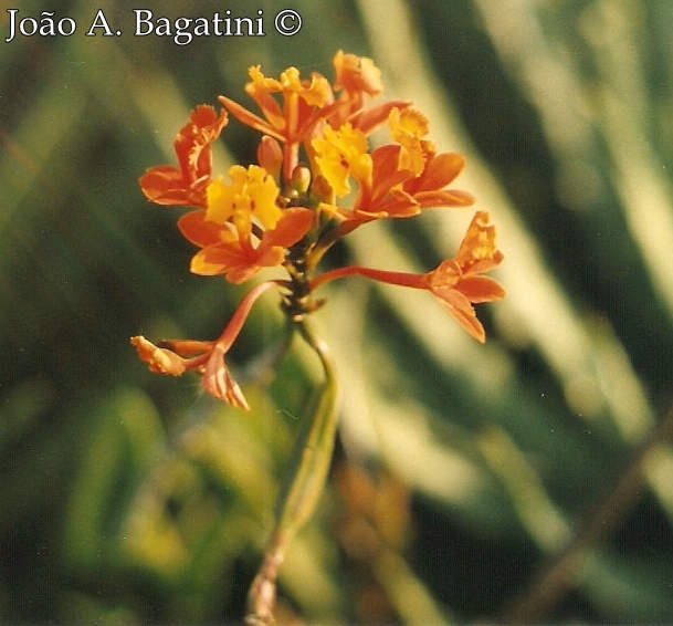 Epidendrum fulgens
