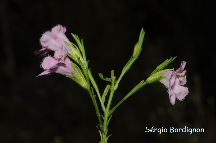 Agalinis communis