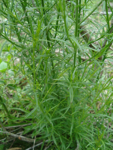 Agalinis communis