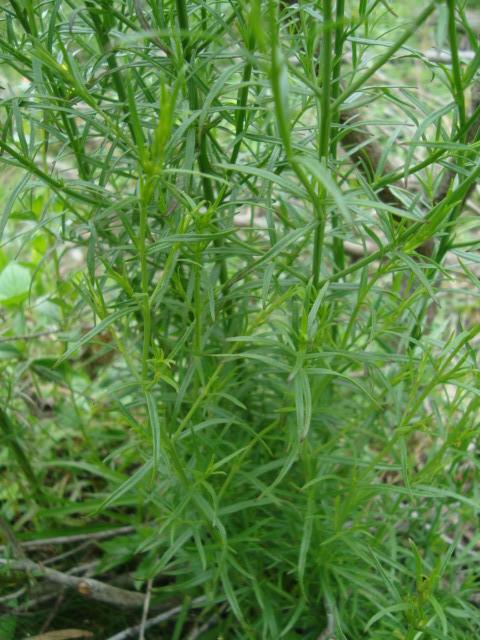 Agalinis communis