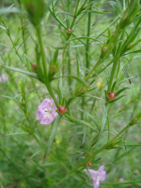 Agalinis communis